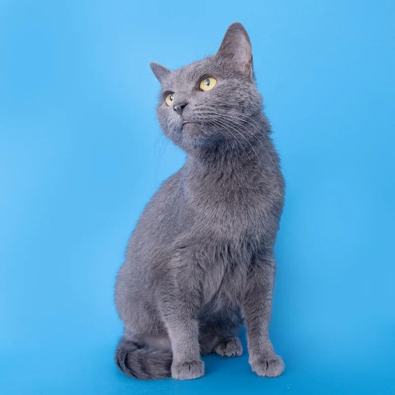 A senior medium-sized female Gray / Blue / Silver Domestic Short Hair cat named Chloe for adoption in Franklin, TN