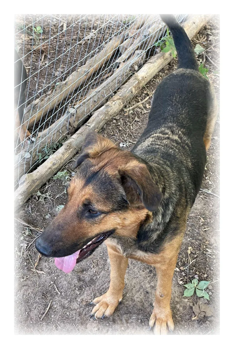 A young large-sized female Bicolor German Shepherd Dog dog named Nalu for adoption in Melbourne, AR