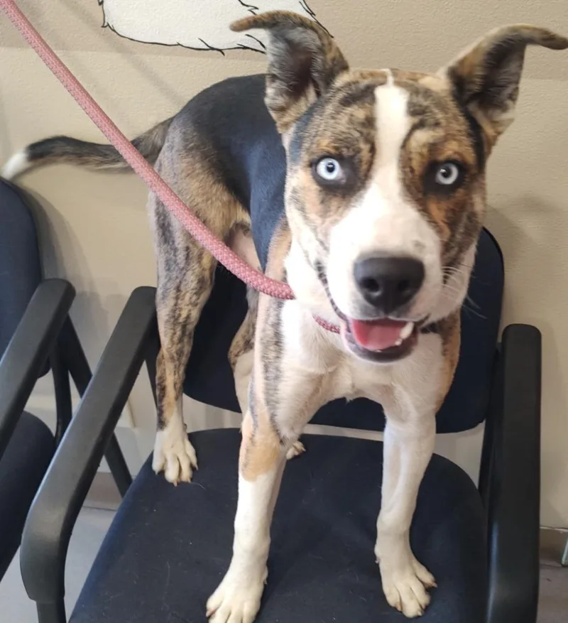 A baby large-sized male Pit Bull Terrier dog named Casper for adoption in Quincy, CA