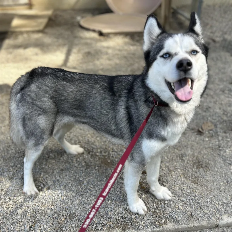A young medium-sized male Siberian Husky dog named Aspen for adoption in Wilmington, OH