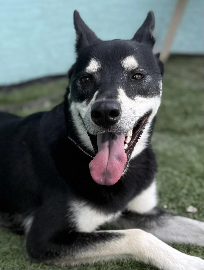 A young large-sized female Husky dog named Angel for adoption in Lighthouse Point, FL