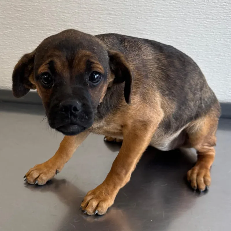 A baby small-sized female Brown / Chocolate Mixed Breed dog named Duvalin for adoption in Las Cruces, NM