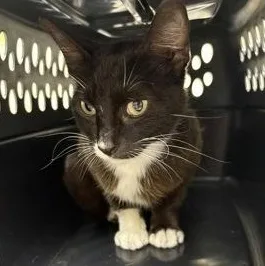 A young medium-sized female Black & White / Tuxedo Domestic Short Hair cat named Susan for adoption in Charleston, SC