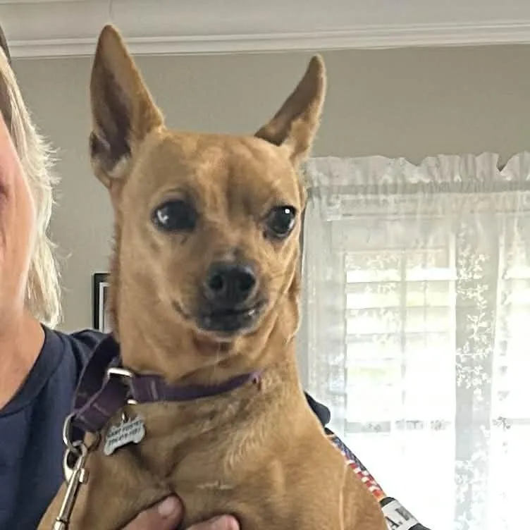 Fawn D Arriving thumbnail 3