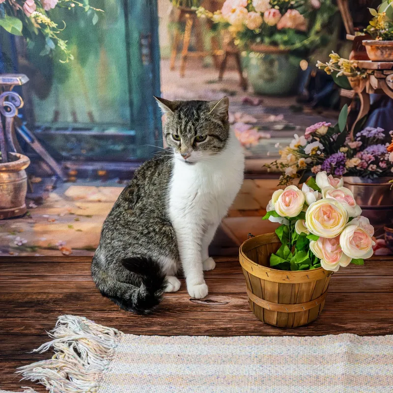 An adult medium-sized female Tabby (Brown / Chocolate) Domestic Short Hair cat named Murphy for adoption in Lapeer, MI