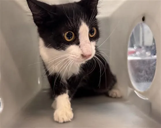 A young small-sized male Domestic Medium Hair cat named Poncho for adoption in Thousand Palms, CA