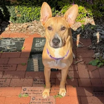 A young medium-sized female Mixed Breed dog named Krissie for adoption in Quincy, IL