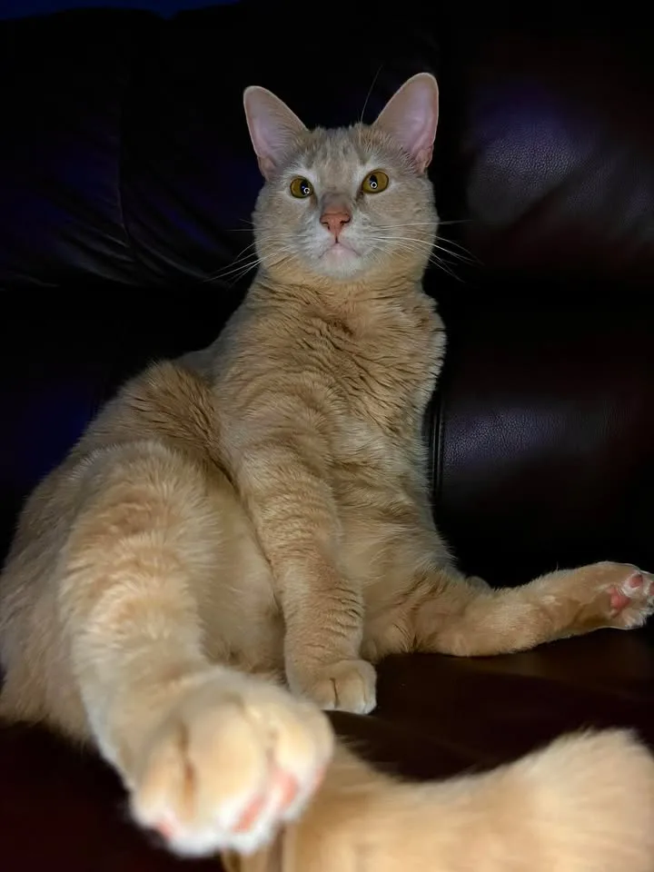 Bones (Fluffy's Brother) thumbnail 2
