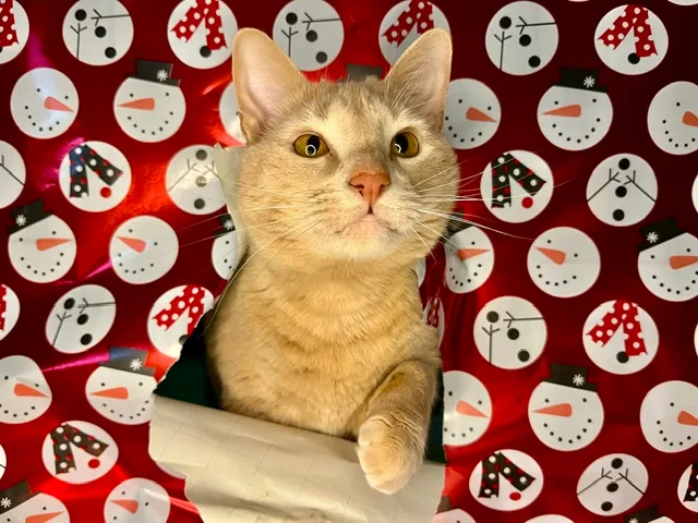 An adult medium-sized male Orange Tabby cat named Bones (Fluffy's Brother) for adoption in Egg Harbor City, NJ