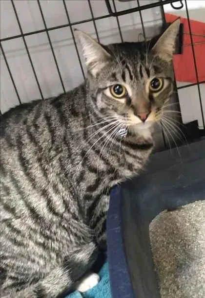 An adult medium-sized male Domestic Short Hair cat named Zebra Cake for adoption in Palm Coast, FL