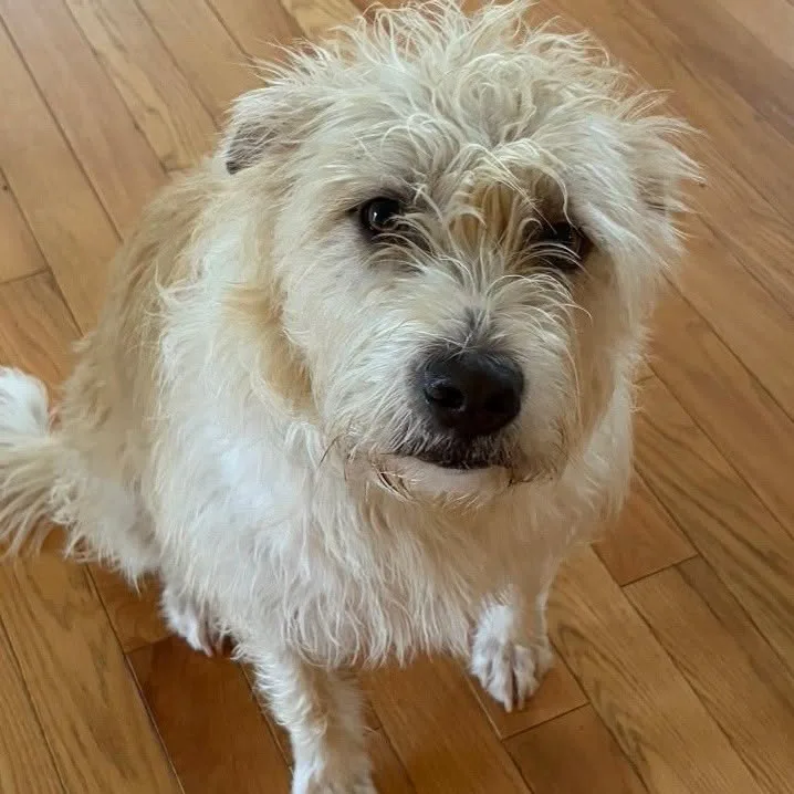 An adult large-sized male brown & white Mixed Breed dog named Buster for adoption in Egg Harbor City, NJ