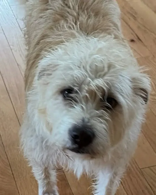 Buster thumbnail 2