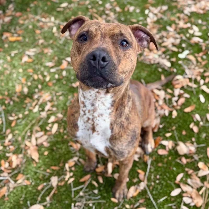 Queso Queen thumbnail 2