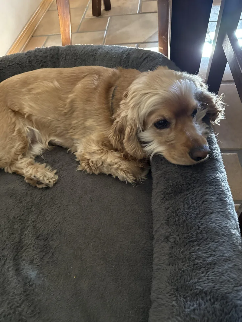 A baby small-sized male Yellow / Tan / Blond / Fawn Cocker Spaniel dog named Douglas C for adoption in Parker, CO