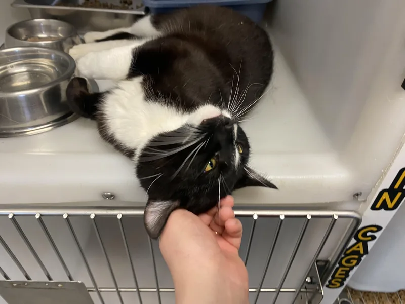 A young medium-sized male Black & White / Tuxedo Domestic Short Hair cat named Mookey for adoption in King George, VA