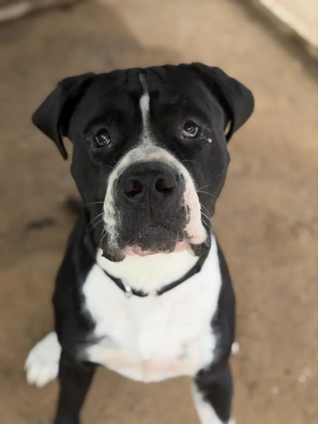 An adult large-sized male Great Dane dog named Baloo for adoption in Santa Maria, CA