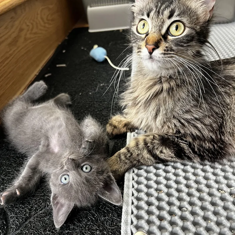 An adult medium-sized female Tabby (Brown / Chocolate) Domestic Long Hair cat named Clover for adoption in Santa Monica, CA