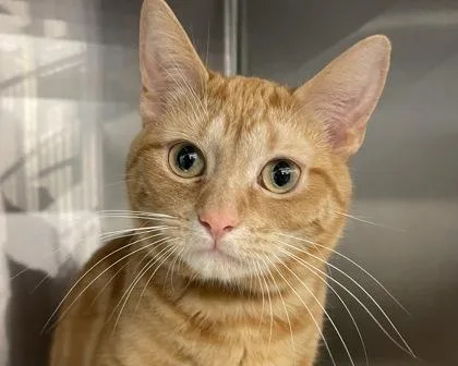 Ginger Ale thumbnail 2