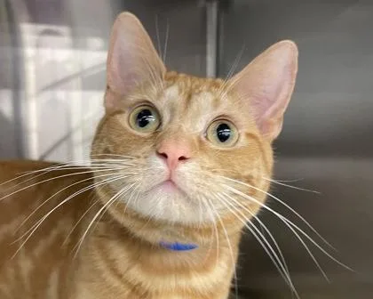 Ginger Ale thumbnail 3