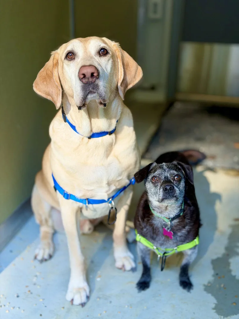 A senior medium-sized male Chihuahua dog named Scooter for adoption in West Cornwall, CT