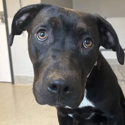 An adult medium-sized female Black Mixed Breed dog named Little Lady for adoption in Lansing, MI