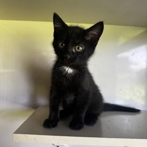 A baby small-sized male Black Domestic Short Hair cat named Sprite Cola and for adoption in Hutchinson, MN