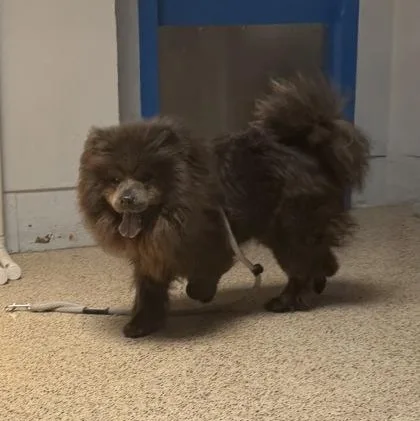 An adult medium-sized female Chow Chow dog named Chloe for adoption in Philadelphia, PA
