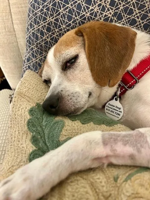 An adult medium-sized male Beagle dog named Bertie for adoption in Willingboro, NJ