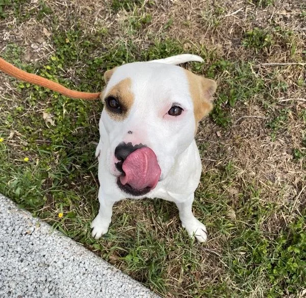 An adult medium-sized male Pit Bull Terrier dog named Banjo for adoption in Austin, TX