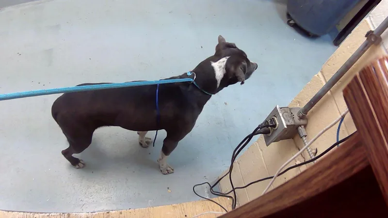 A young large-sized female Pit Bull Terrier dog named Spin for adoption in Tulsa, OK