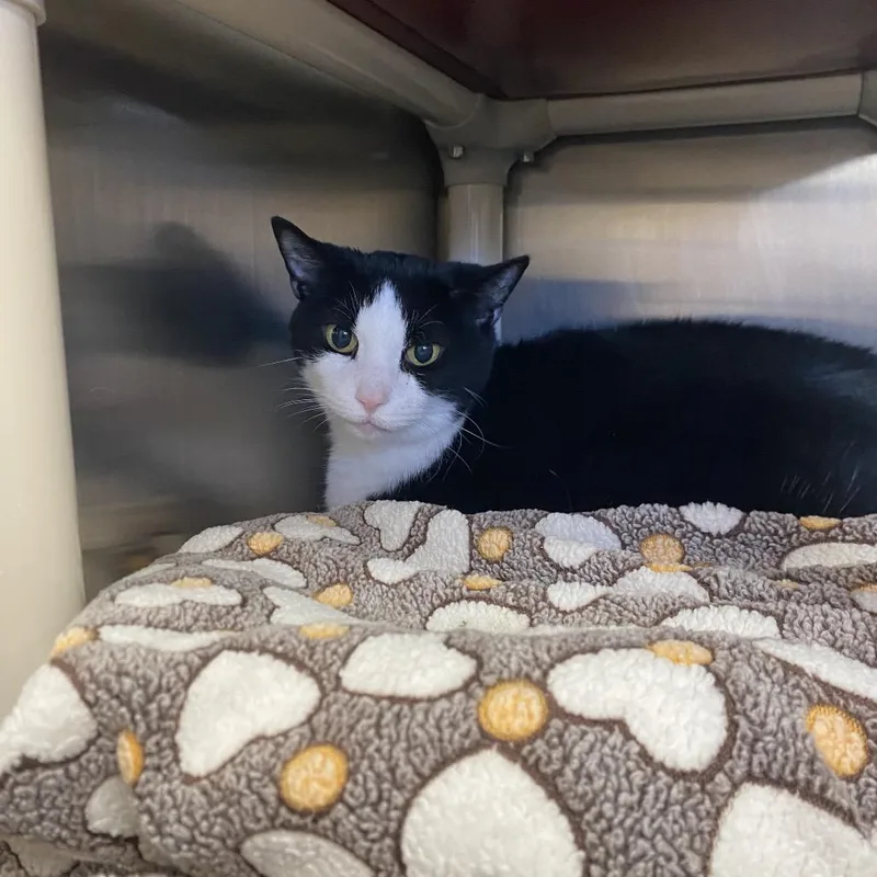 A senior large-sized female Black Domestic Short Hair cat named Nadine for adoption in Kanab, UT