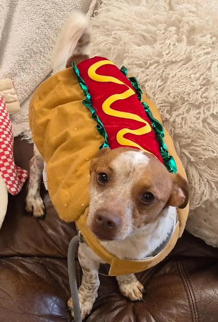 An adult medium-sized male Jack Russell Terrier dog named Jasper for adoption in Christiansburg, VA