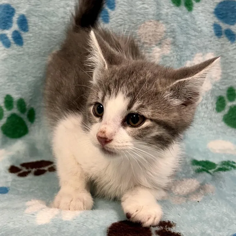 A baby small-sized male Gray / Blue / Silver Domestic Short Hair cat named Jason Lee Scott for adoption in St Joseph, MO