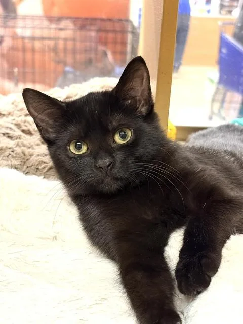 A baby medium-sized female Black Domestic Short Hair cat named Hazel. for adoption in Waldorf, MD