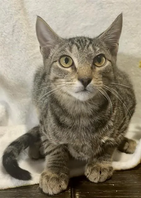 A baby small-sized male Domestic Short Hair cat named Scar for adoption in Conroe, TX