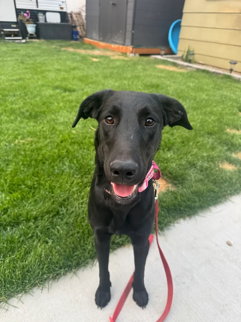 A young medium-sized female black Labrador Retriever dog named Aurora for adoption