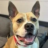 An adult medium-sized male Yellow / Tan / Blond / Fawn Mixed Breed dog named King for adoption in Lansing, MI