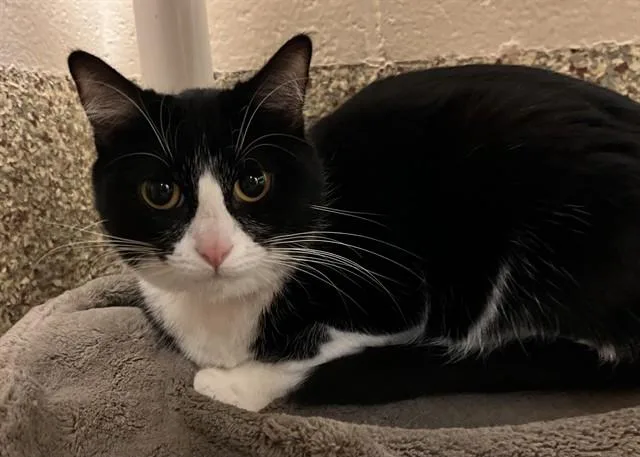 A young medium-sized female Domestic Short Hair cat named Spot for adoption in Colorado Springs, CO