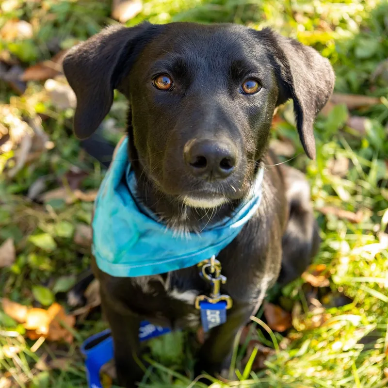 A baby medium-sized male Black Mixed Breed dog named Ritchie for adoption in BONIFAY, FL