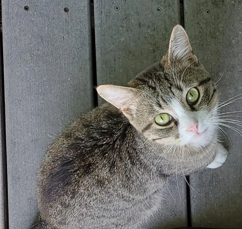 A young medium-sized male Tabby (Gray / Blue / Silver) Domestic Short Hair cat named Harry for adoption in Parsons, KS