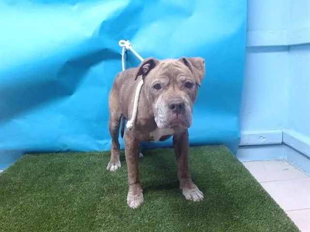 An adult large-sized male Pit Bull Terrier dog named Cooper for adoption in Gardena, CA