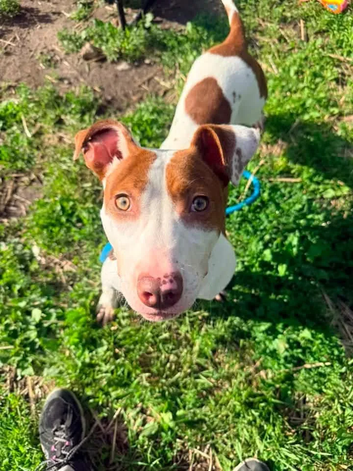 A young medium-sized female White / Cream Pit Bull Terrier dog named Pippet for adoption in Chicago, IL