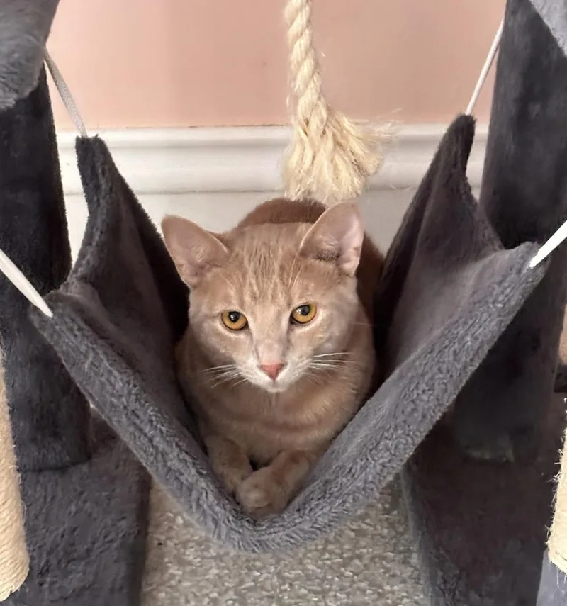 A baby medium-sized male Domestic Short Hair cat named Cinnamon for adoption in Cincinnati, OH