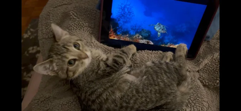 A baby medium-sized female Tabby (Gray / Blue / Silver) Tabby cat named Daphne for adoption in Independence, OH