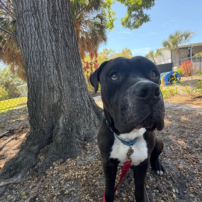 An adult large-sized male Black Mixed Breed dog named Rizo for adoption in Sarasota, FL