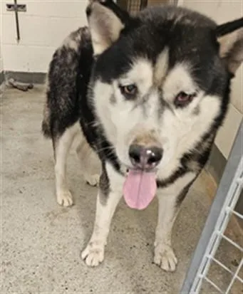An adult extra large-sized male Mixed Breed dog named Balto for adoption in Los Angeles, CA