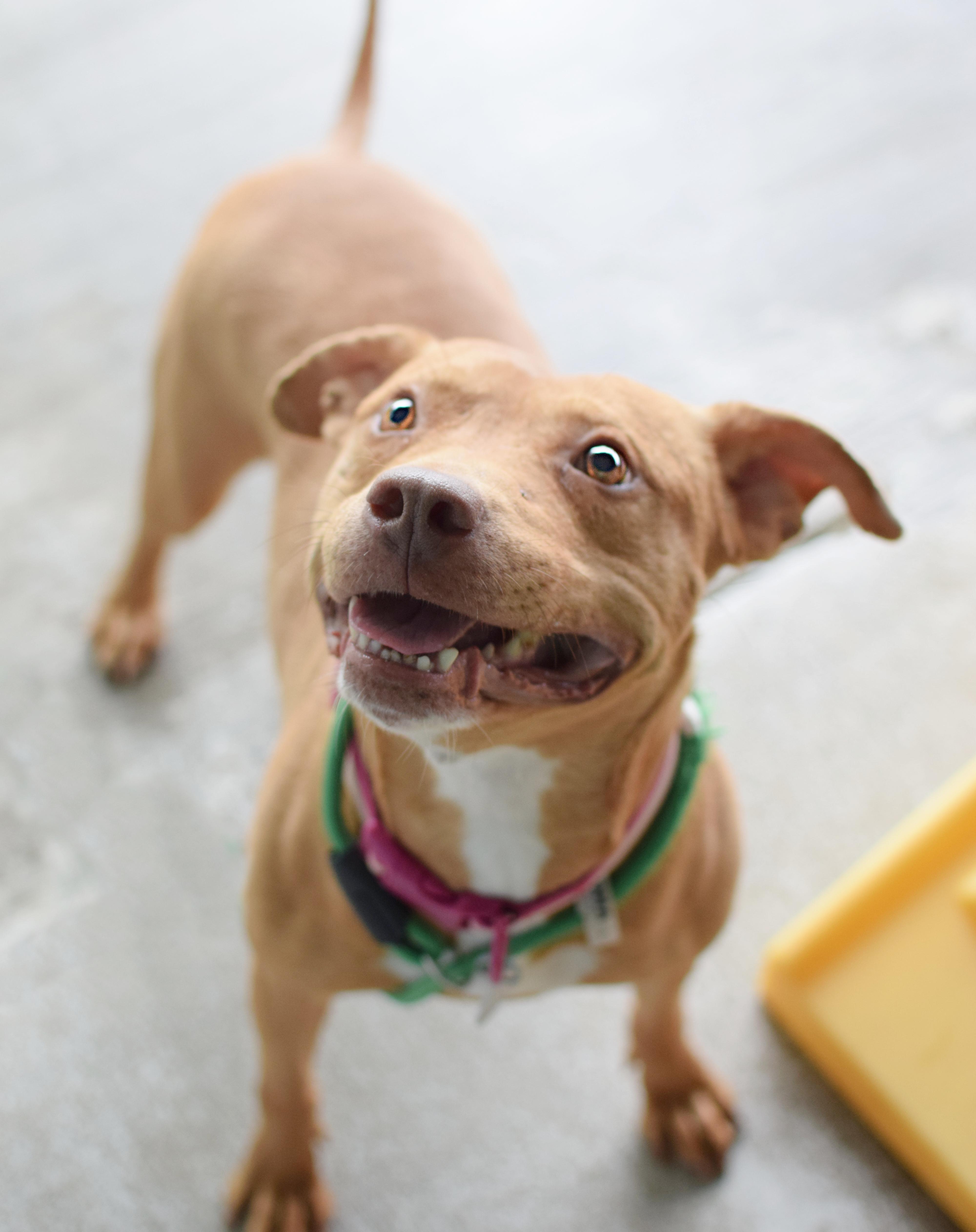 An adult medium-sized female Golden Pit Bull Terrier dog named Honey for adoption in Pontiac, MI
