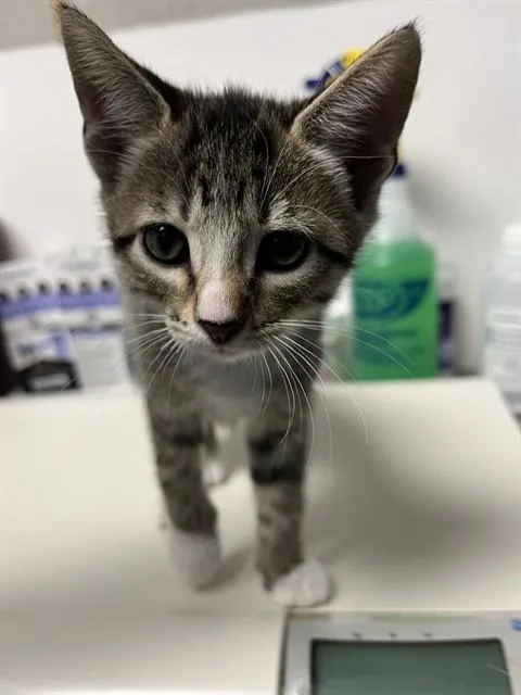 A baby small-sized male Tabby (Gray / Blue / Silver) Domestic Short Hair cat named Chuck A for adoption in San Andreas, CA