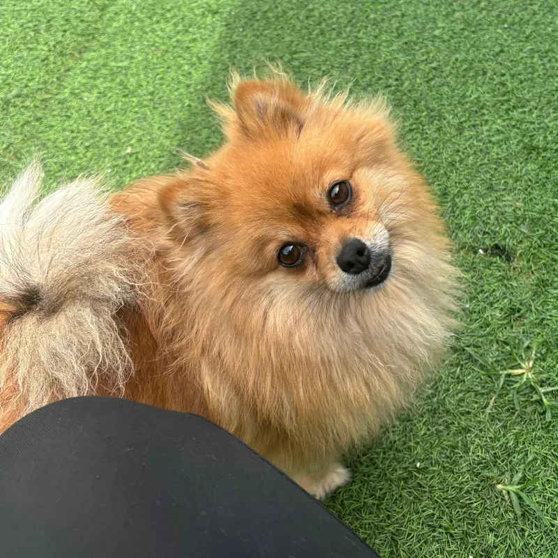 A young small-sized female Yellow / Tan / Blond / Fawn Pomeranian dog named Pom Pom for adoption in LOXAHATCHEE, FL