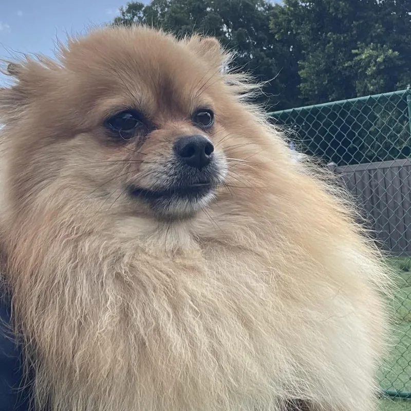 Pom Pom thumbnail 2